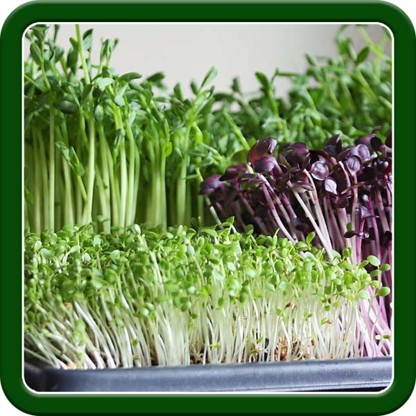 Microgreens