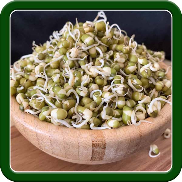 Sprouted Mung Beans