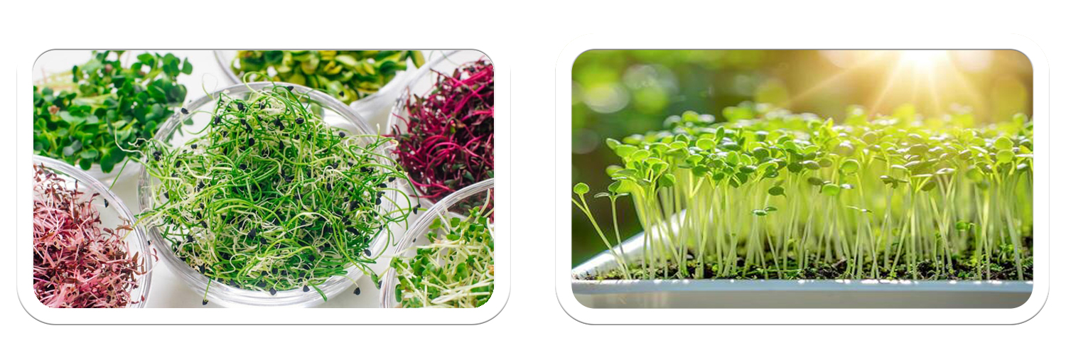 Microgreens