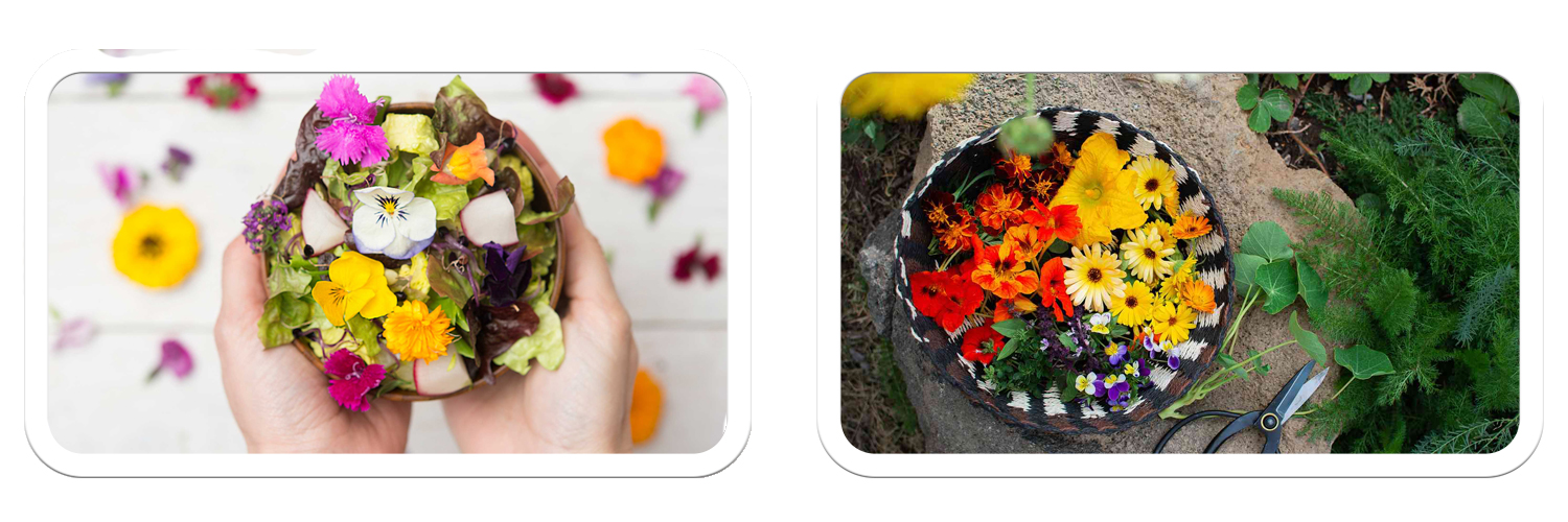 Edible Flowers